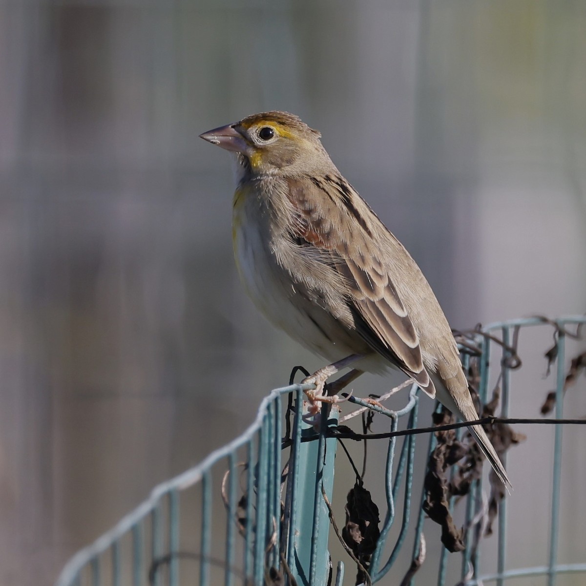 Dickcissel - ML642865816