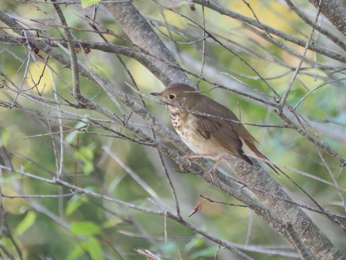 Hermit Thrush (faxoni/crymophilus) - ML642865817