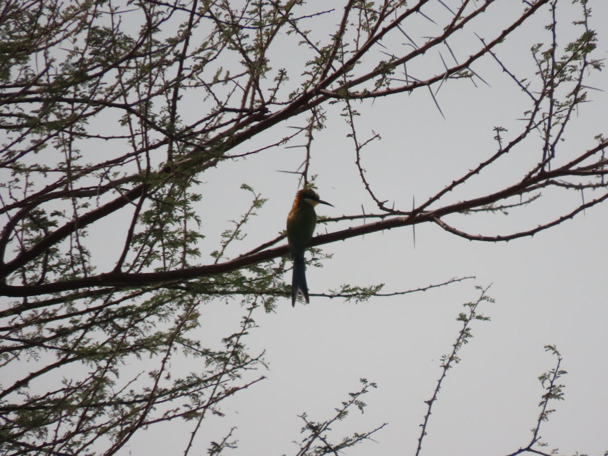 Swallow-tailed Bee-eater - ML642865818