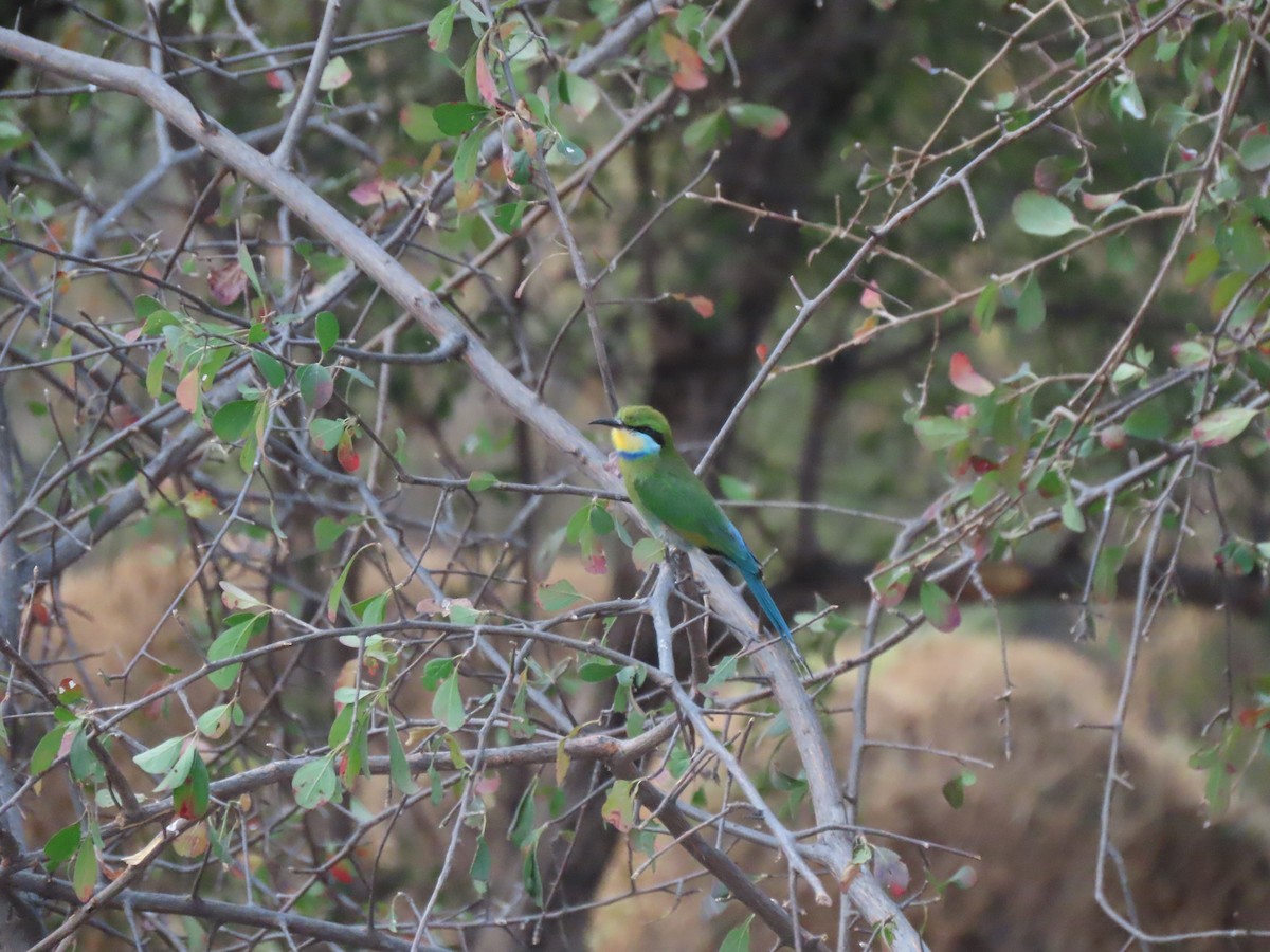 Swallow-tailed Bee-eater - ML642865820