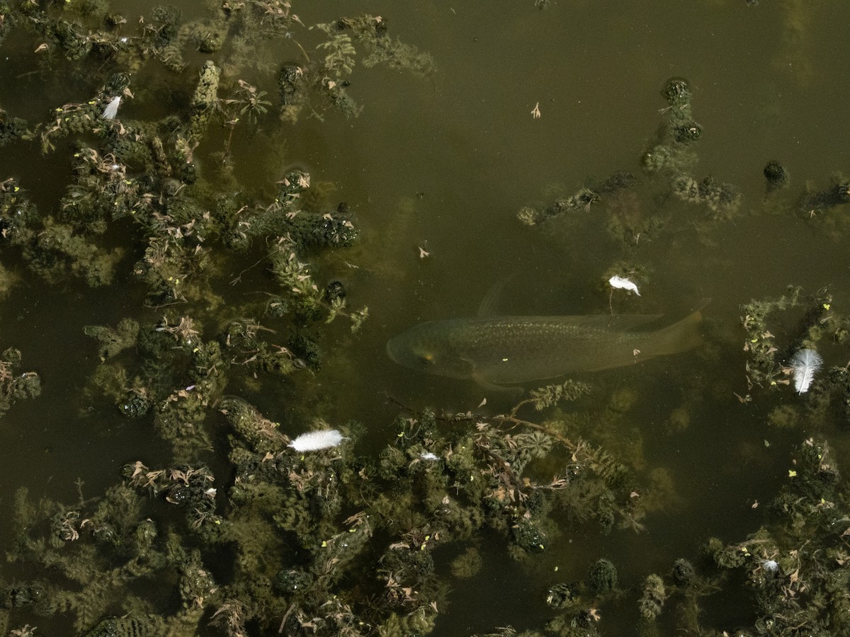 Zille's Cichlid - ML642865833