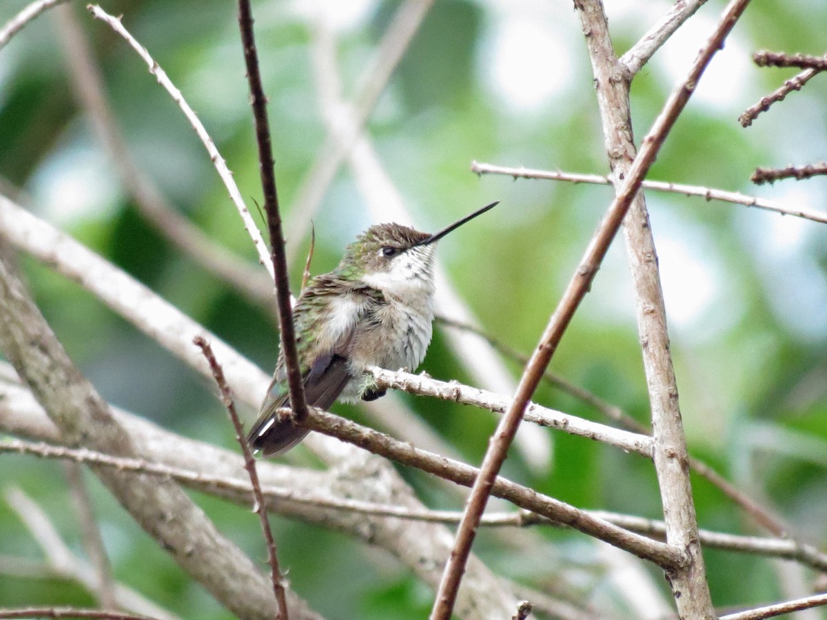 Ruby-throated Hummingbird - ML642865837