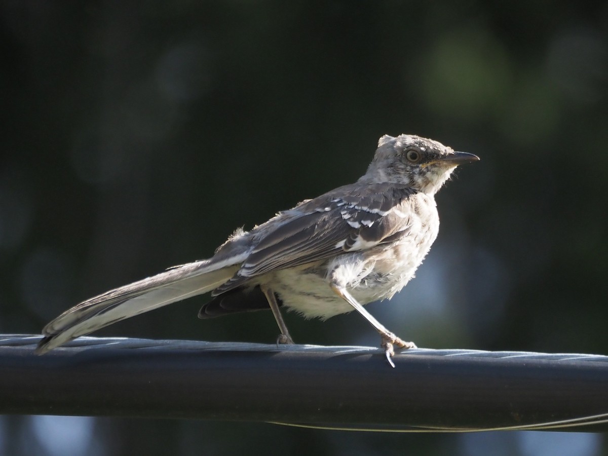 Northern Mockingbird - ML642865838