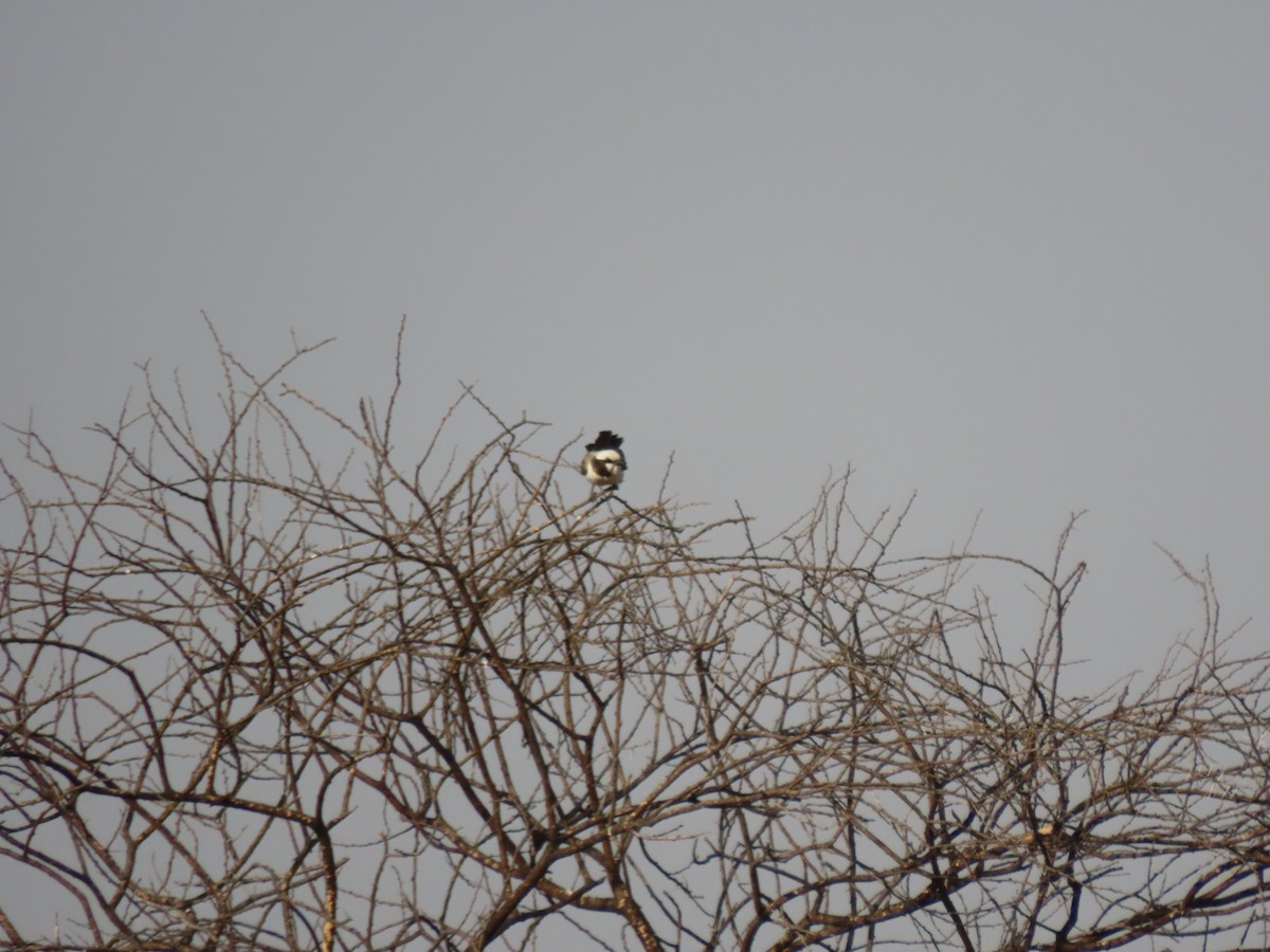White-crowned Shrike - ML642865858