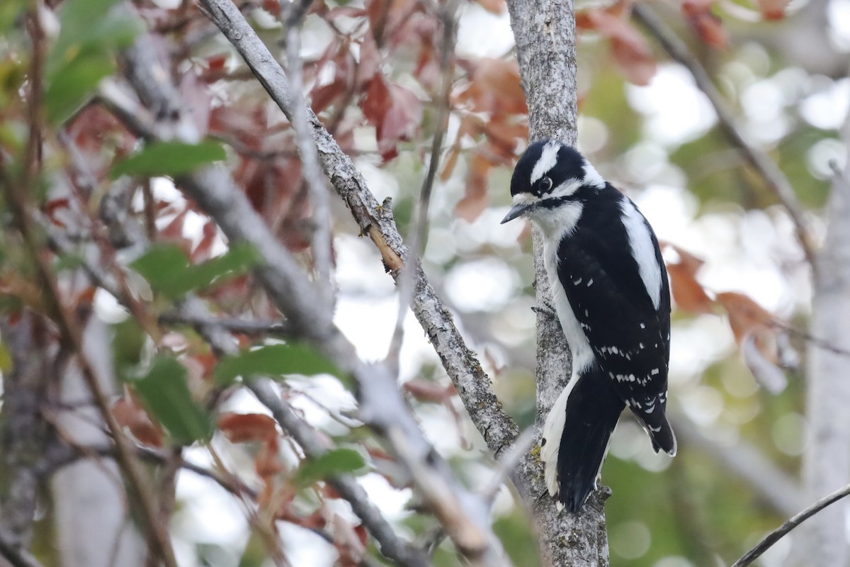Downy Woodpecker - ML642865859