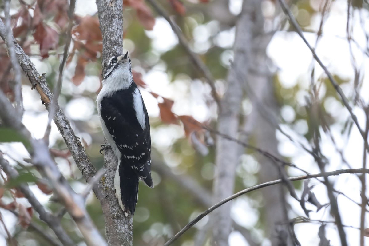 Downy Woodpecker - ML642865861