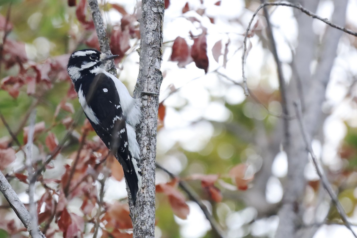 Downy Woodpecker - ML642865864