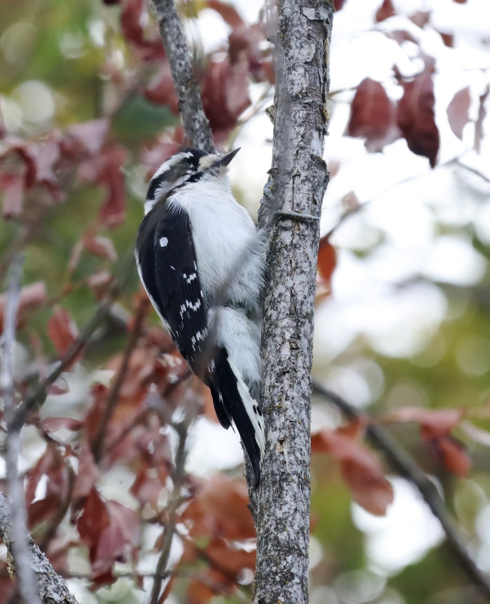 Downy Woodpecker - ML642865868