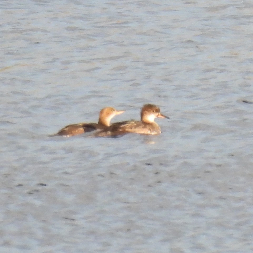 Hooded Merganser - ML642865873