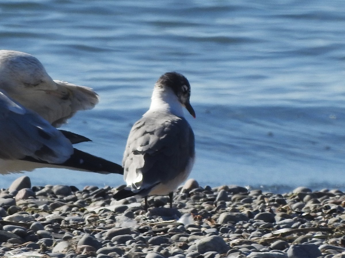 Franklin's Gull - ML642865880