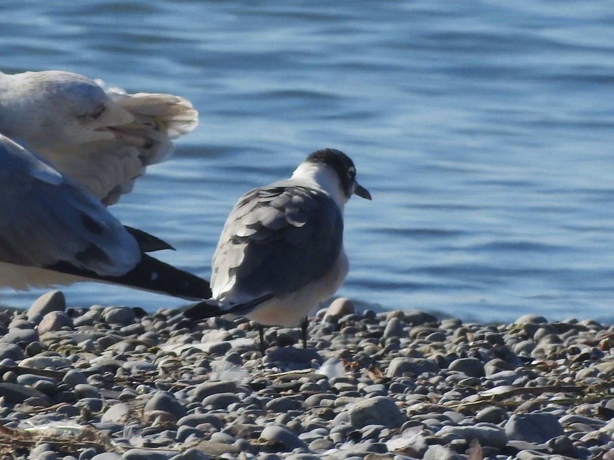 Franklin's Gull - ML642865881