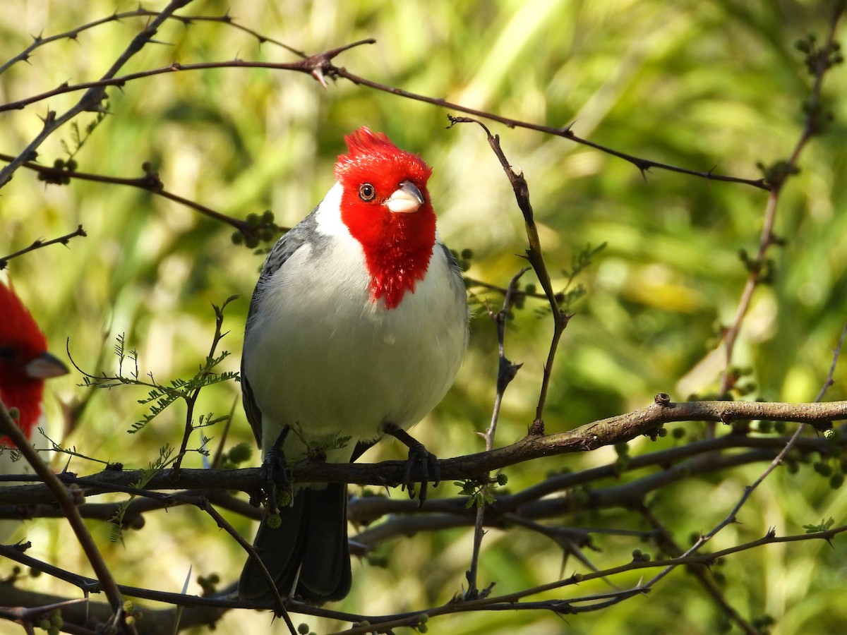 Red-crested Cardinal - ML642865884