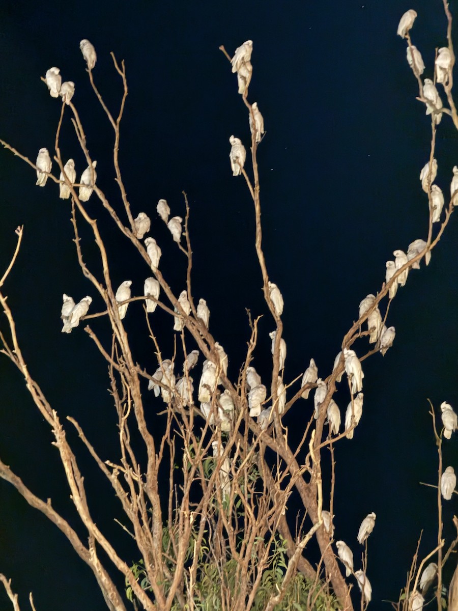 Little Corella - ML642865896