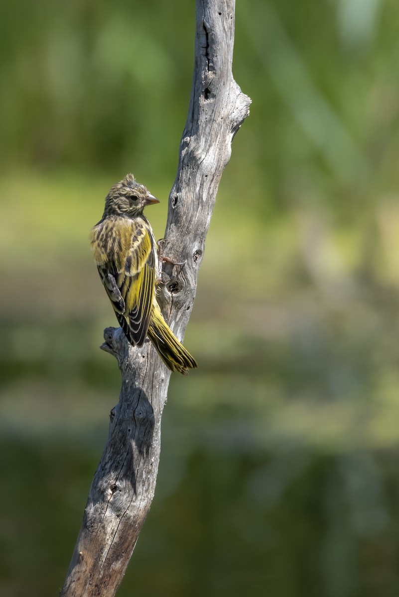 Cape Canary - ML642865911