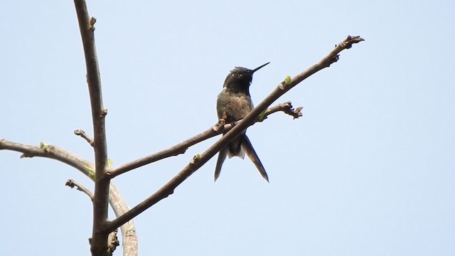 Colibri améthyste - ML642865914