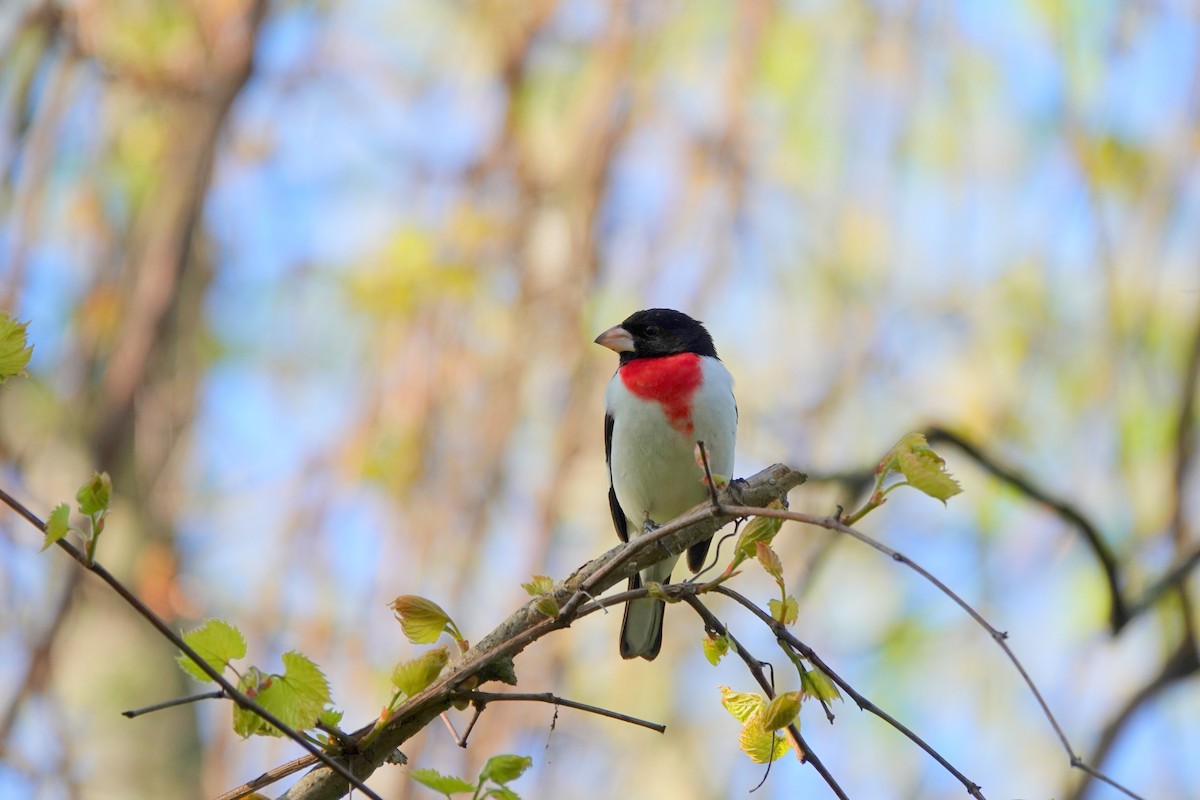 Rose-breasted Grosbeak - ML642865917
