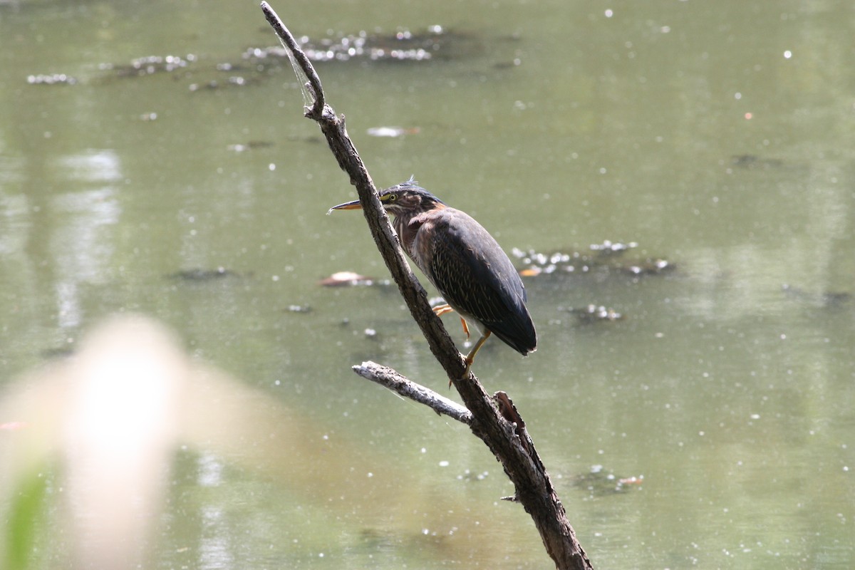 Koartzatxo berdea - ML642865921