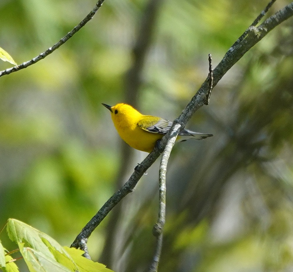 Prothonotary Warbler - ML642865926