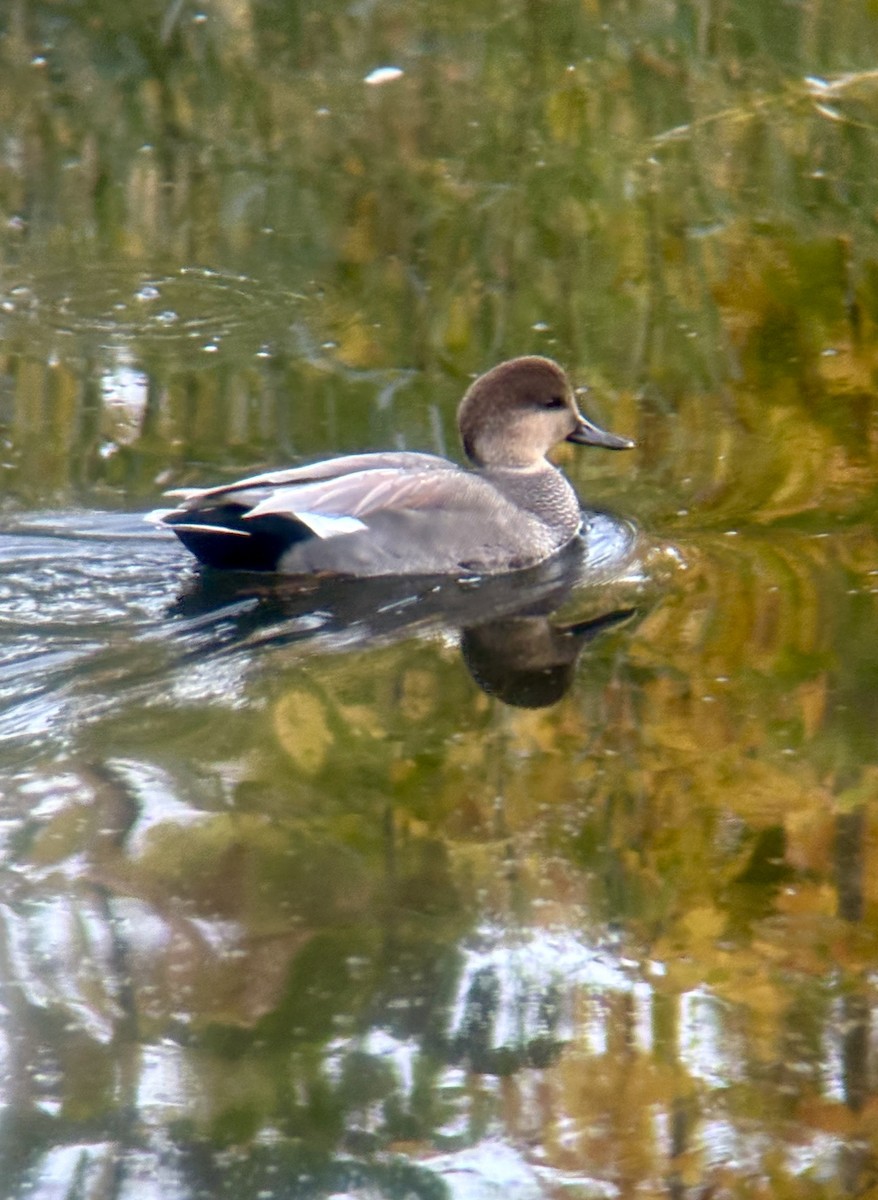 Gadwall - ML642865929