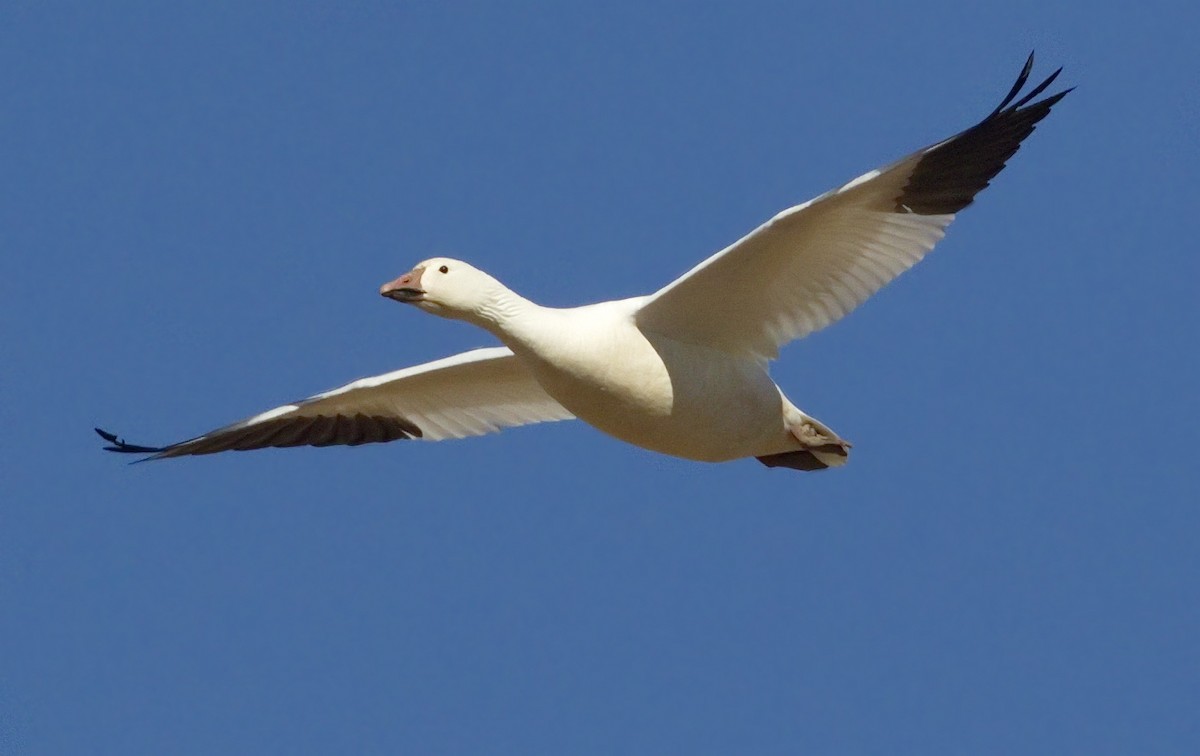 Snow Goose - ML642865931