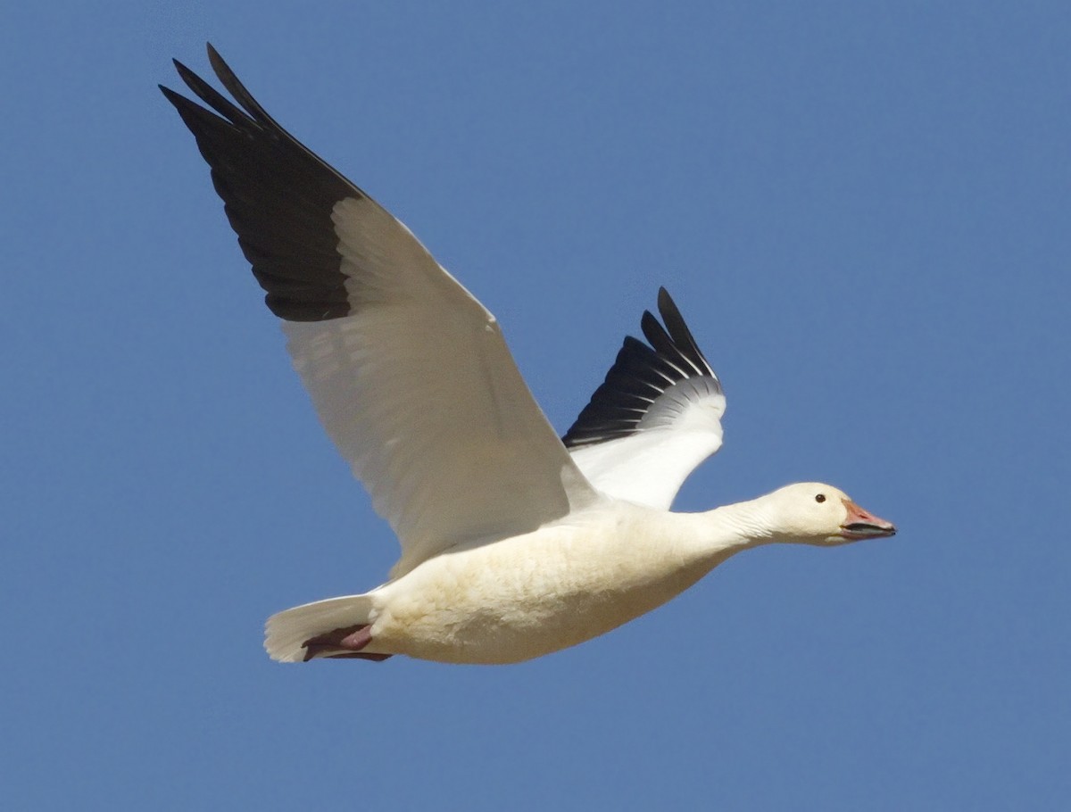 Snow Goose - ML642865934