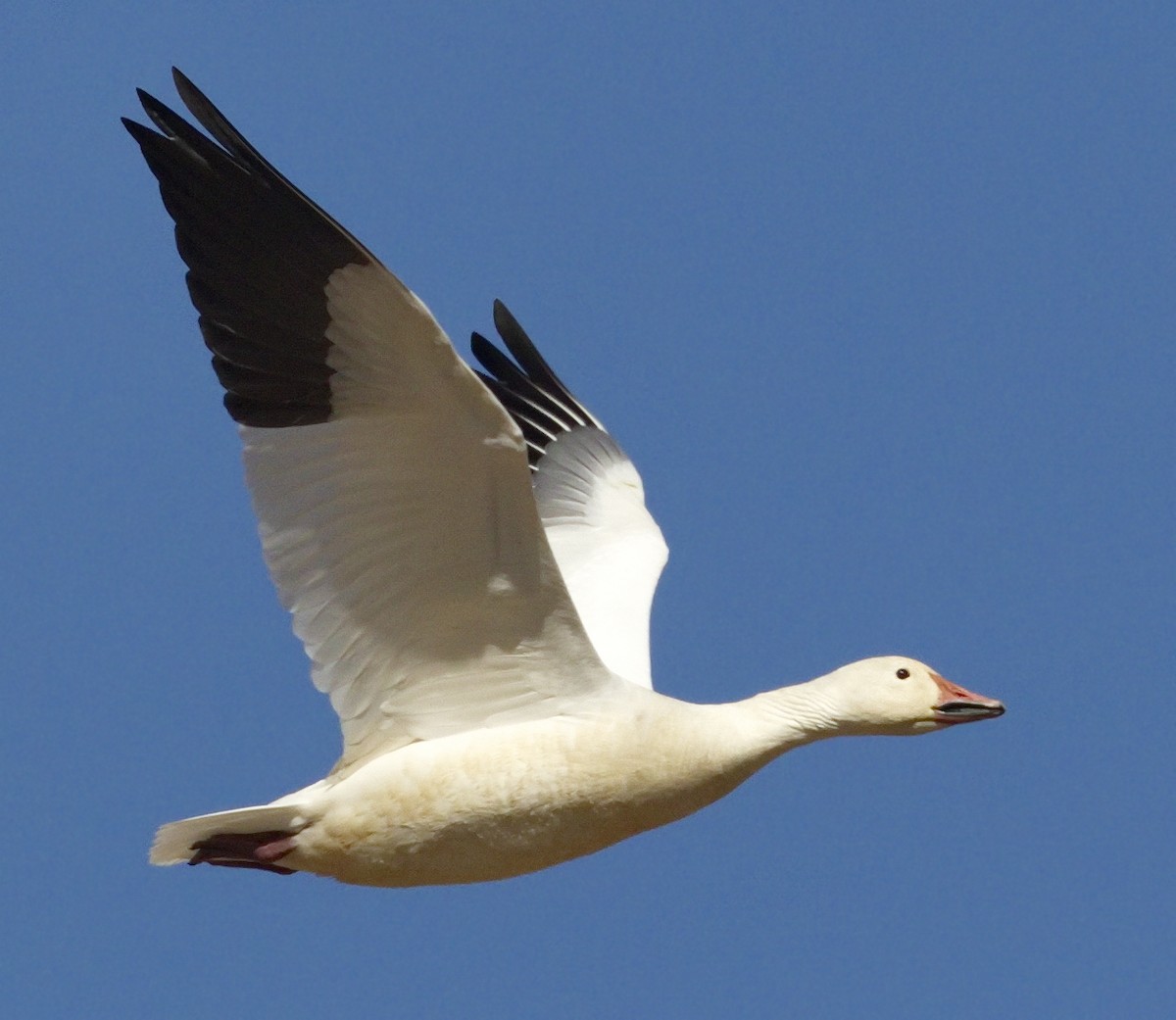 Snow Goose - ML642865936