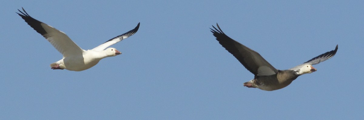 Snow Goose - ML642865940