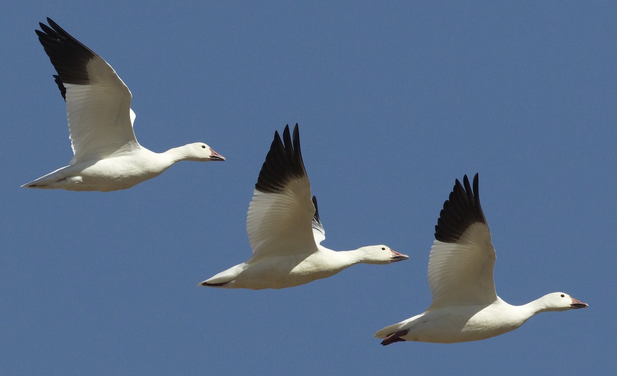 Snow Goose - ML642865943