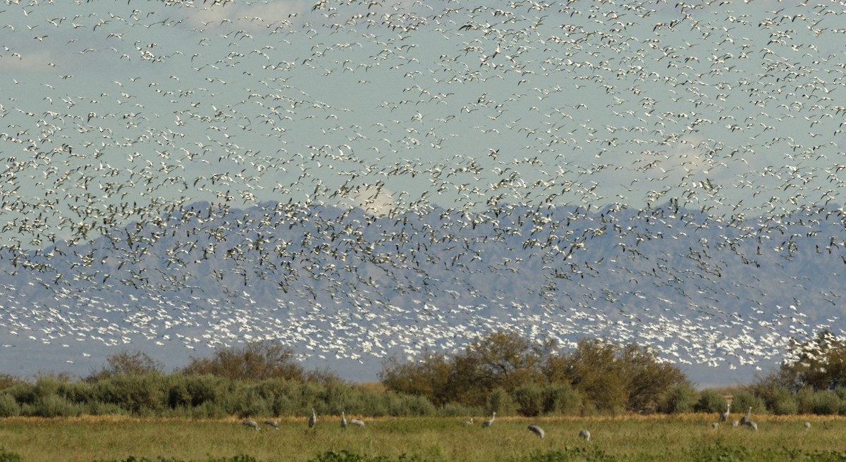 Snow Goose - ML642865946