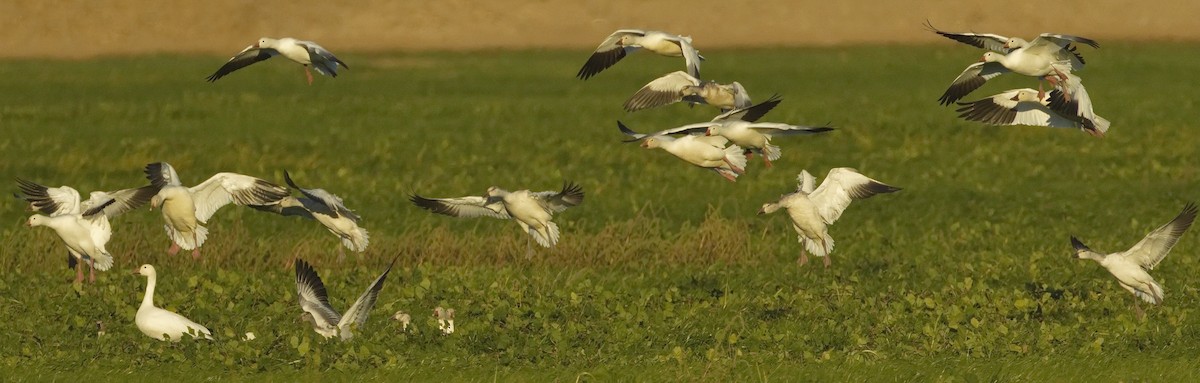 Snow Goose - ML642865947