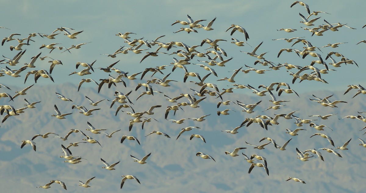 Snow Goose - ML642865948