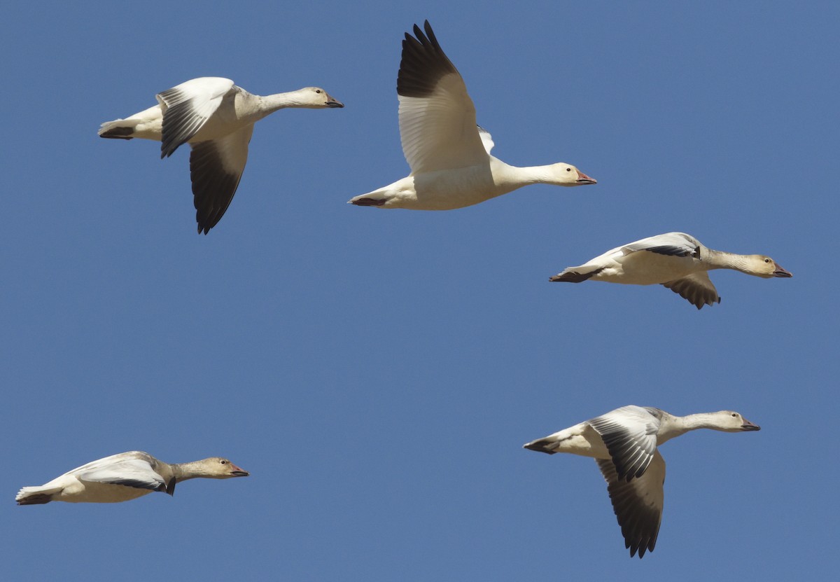 Snow Goose - ML642865949