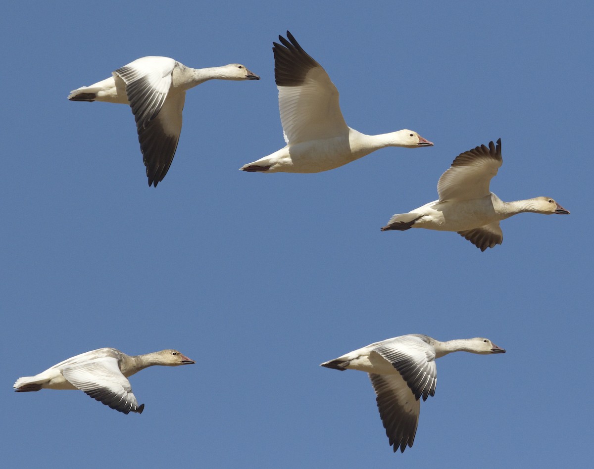 Snow Goose - ML642865950