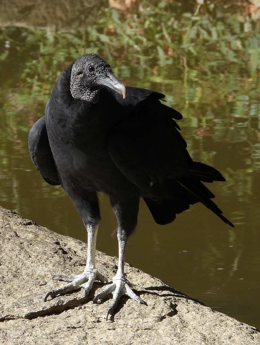 Black Vulture - ML642865958