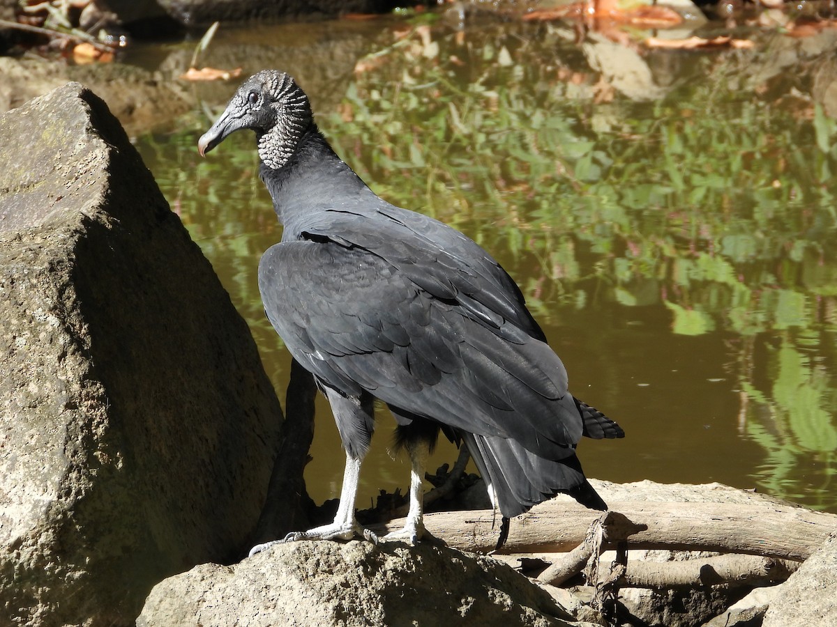 Black Vulture - ML642865959