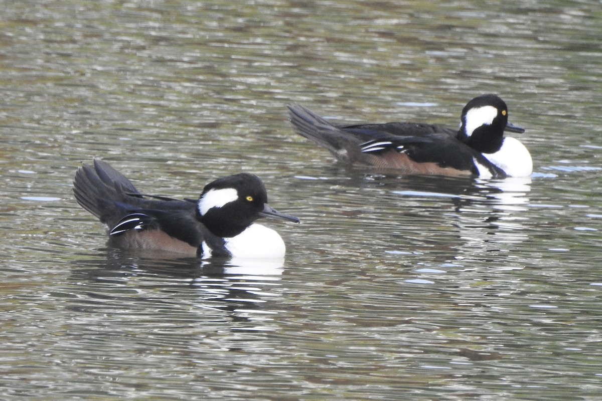 Hooded Merganser - ML642865970