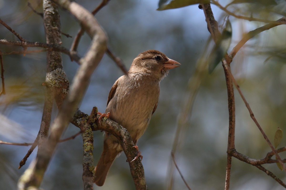 Italian Sparrow - ML642865971