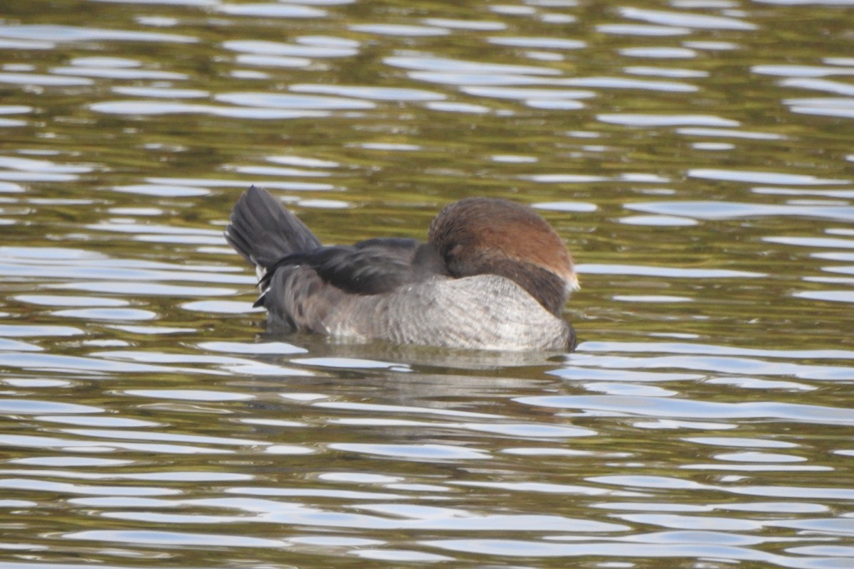 Hooded Merganser - ML642865972