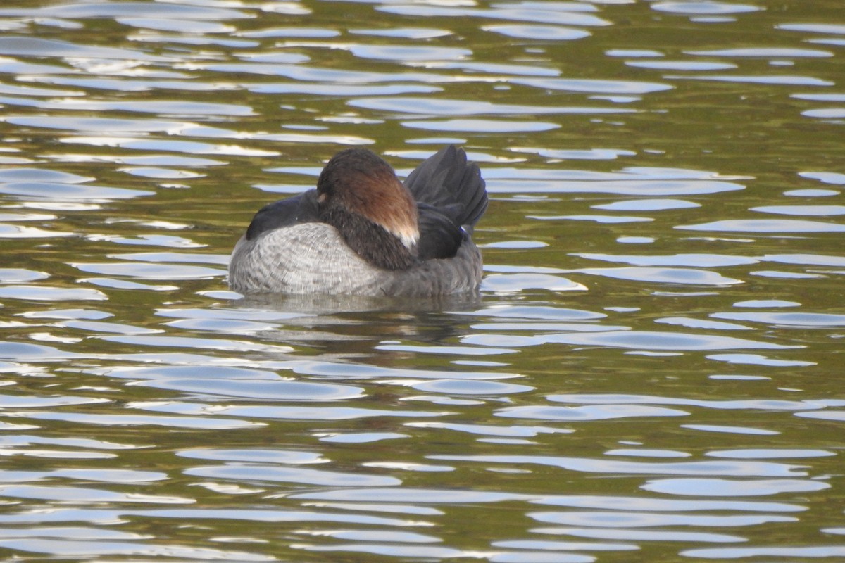 Hooded Merganser - ML642865973