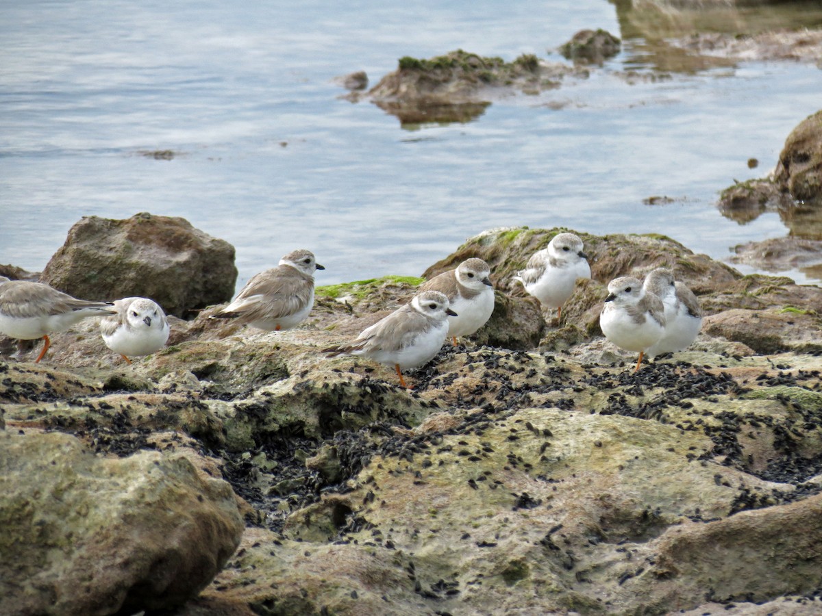 Piping Plover - ML642865980