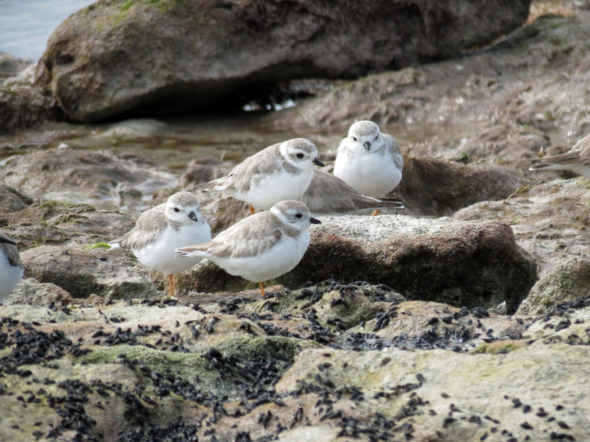 Piping Plover - ML642865981