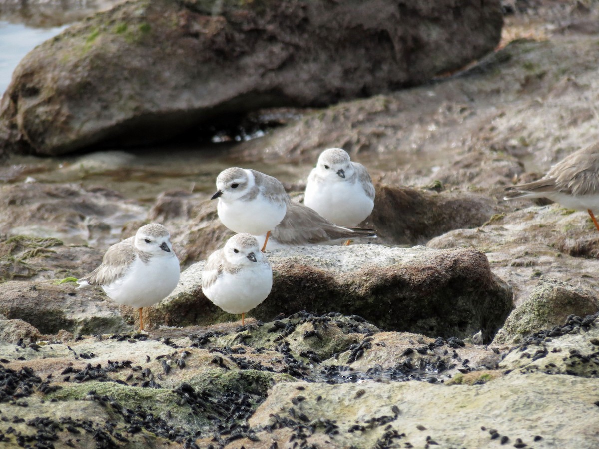 Piping Plover - ML642865982