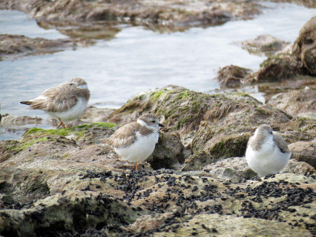 Piping Plover - ML642865983