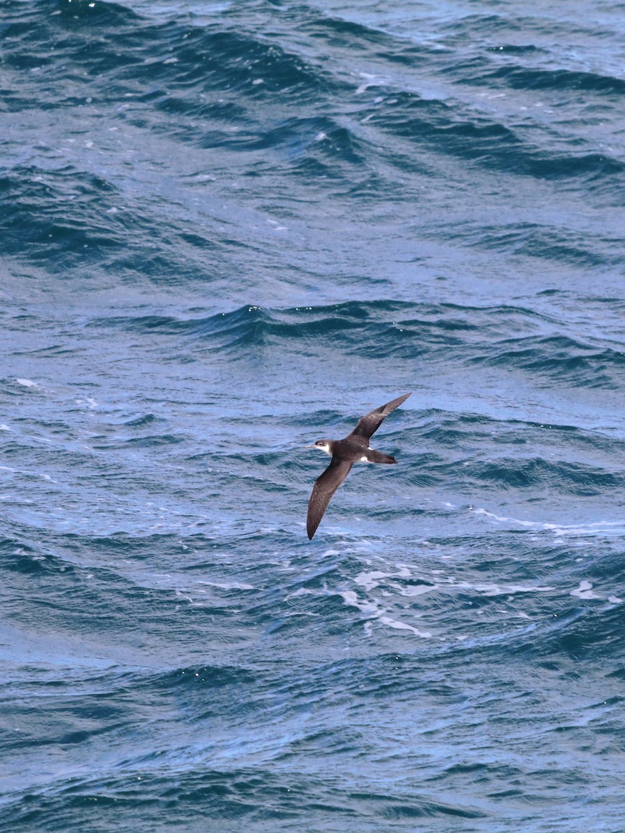 Puffin des Anglais - ML642865992