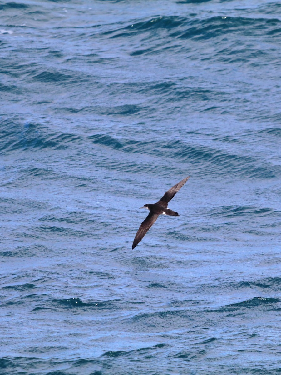 Puffin des Anglais - ML642865994