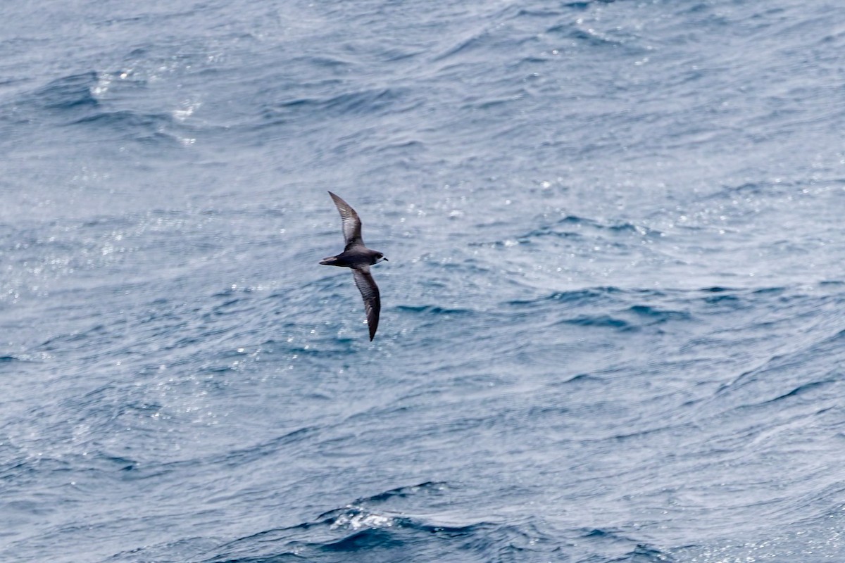 Mottled Petrel - ML642865997