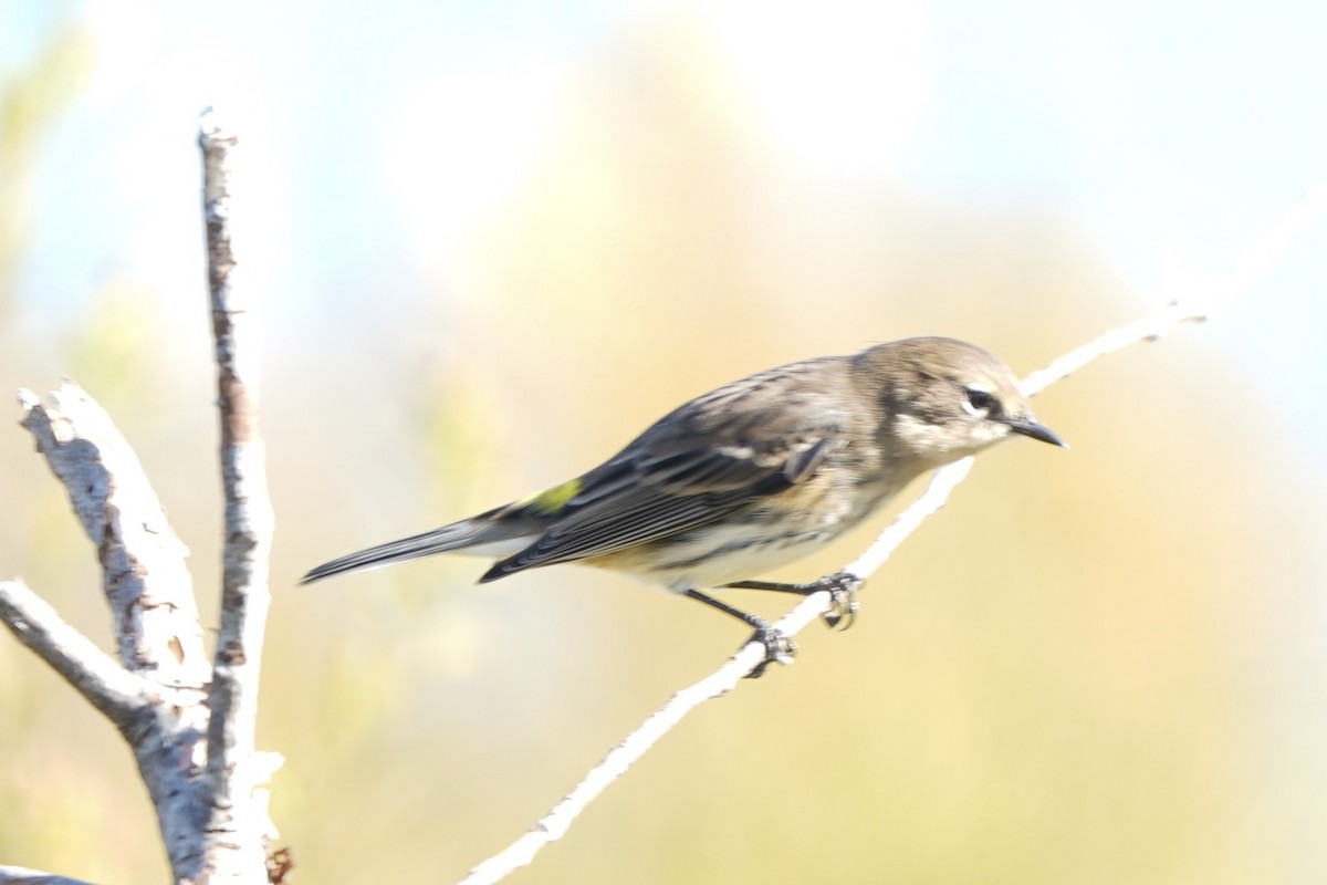 Yellow-rumped Warbler (Myrtle) - ML642866010