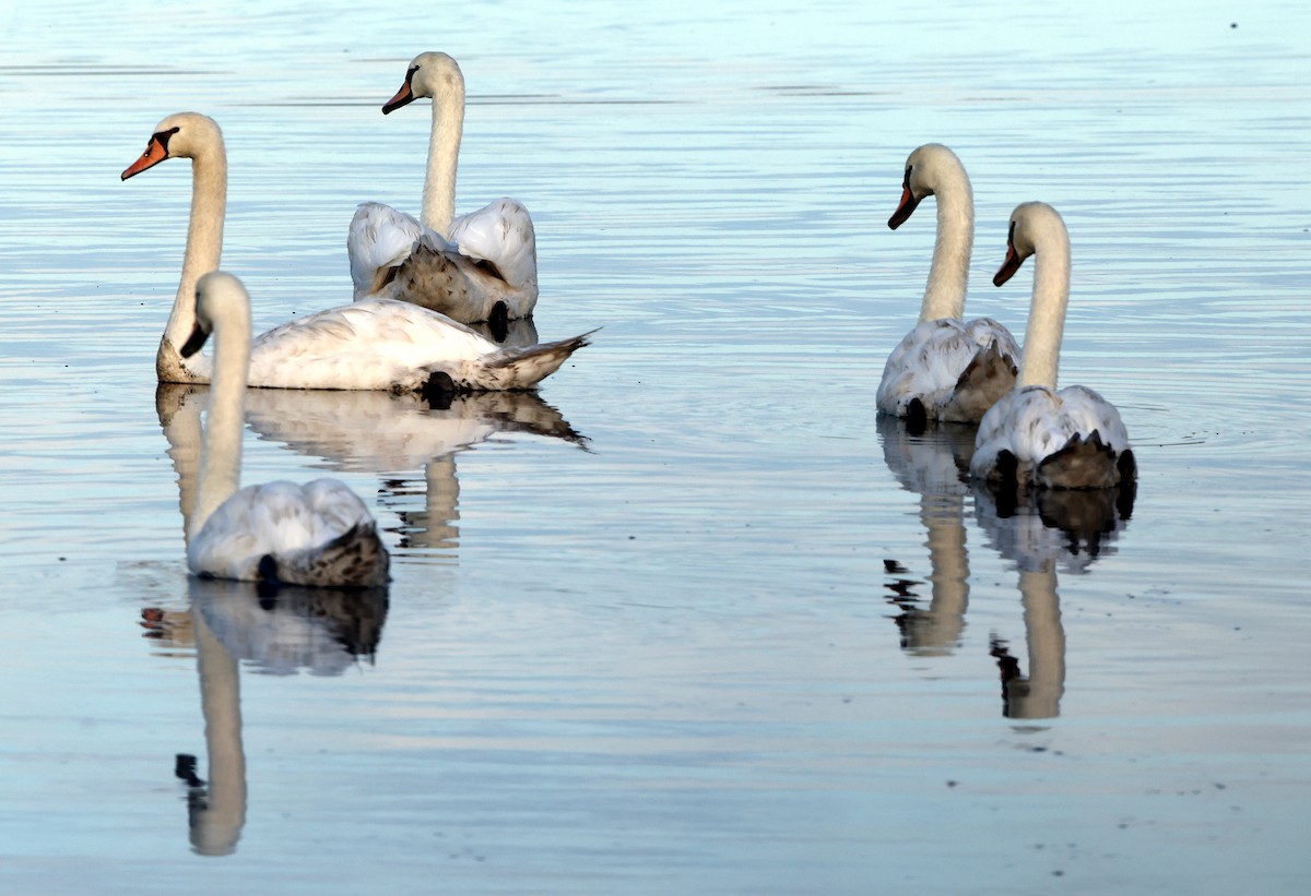Cygne tuberculé - ML642866012
