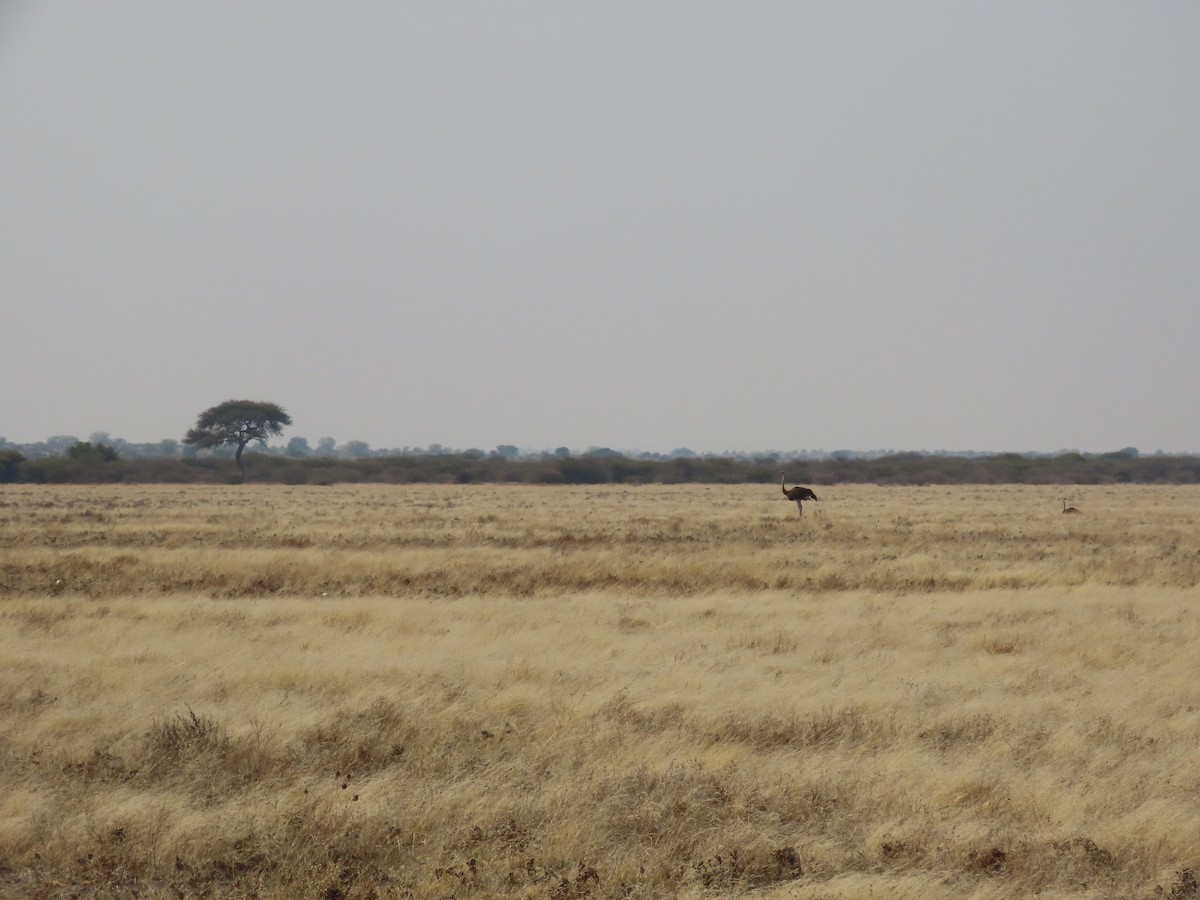 Common Ostrich - ML642866018