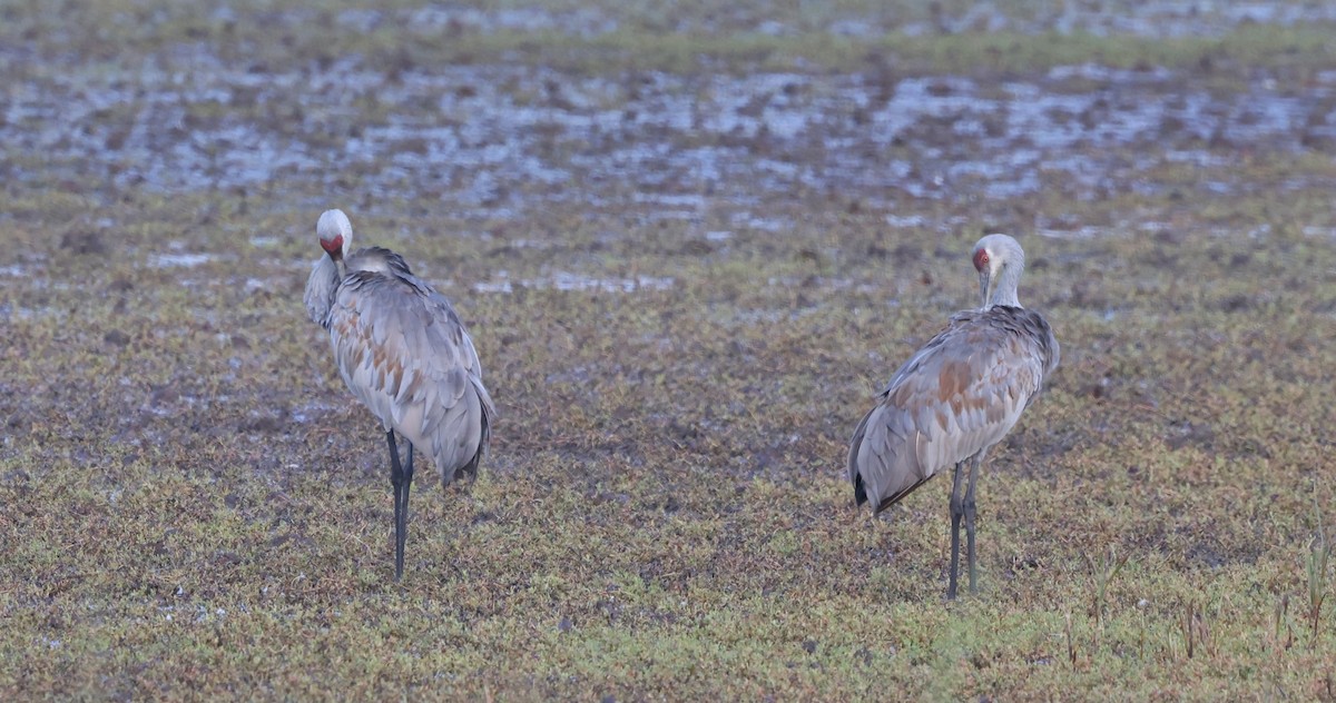 Sandhill Crane - ML642866020